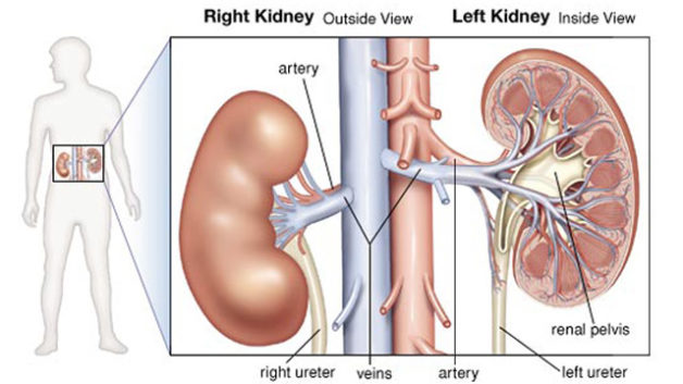 human-kidneys-701