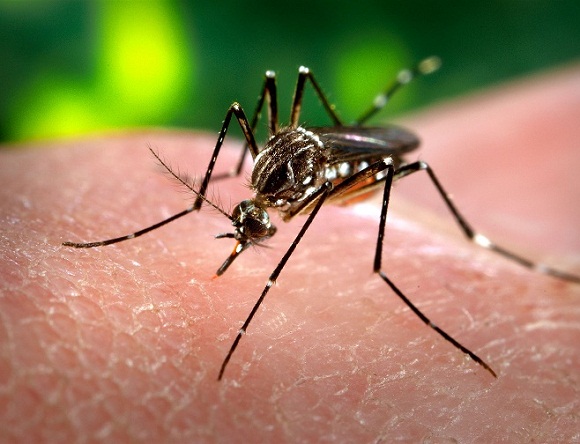 dengue